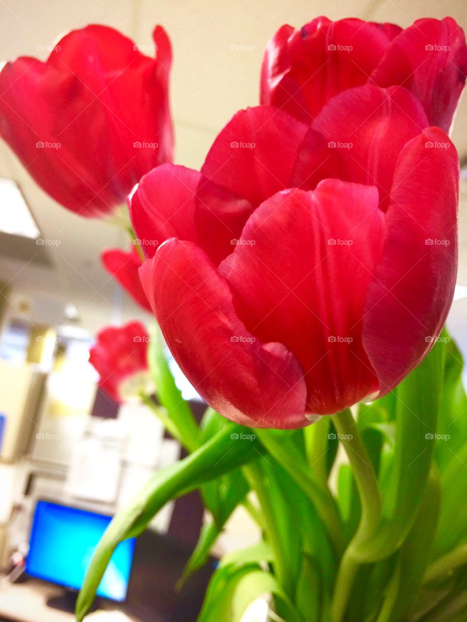 Red Tulips 