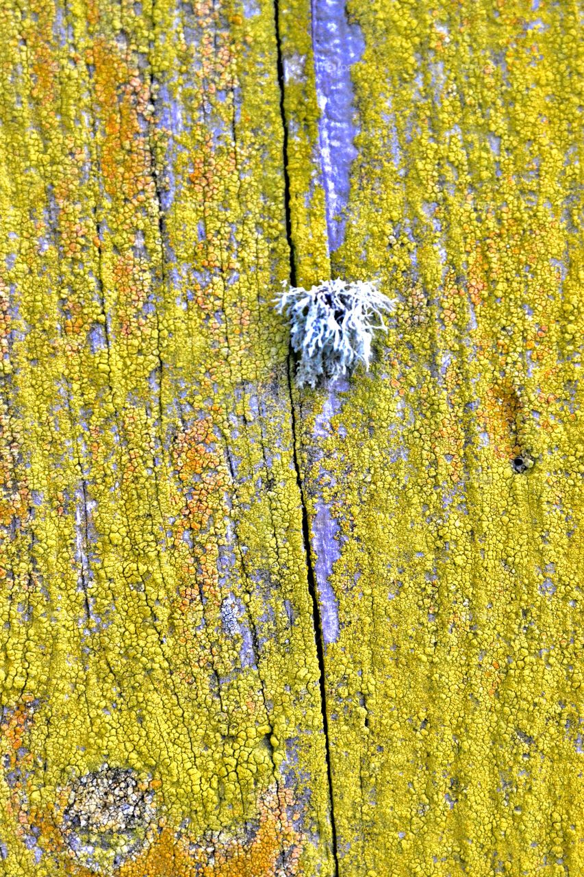Close up of Yellow mold growing on a a wooden fence
