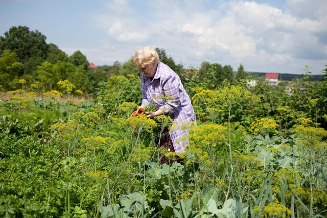 Woman with carrots harvested in her organic garden. 