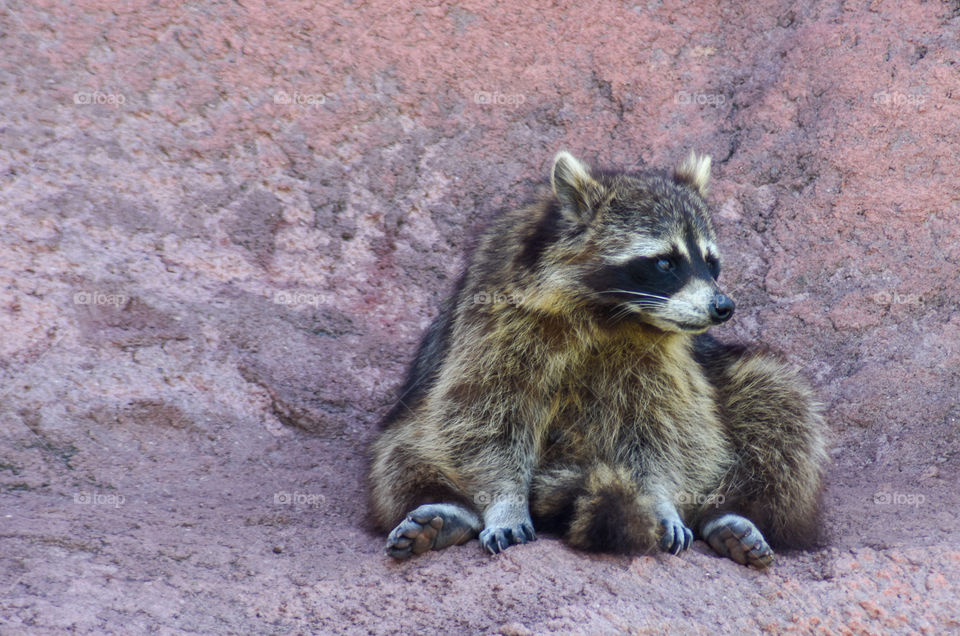 raccoon sittin on some rock