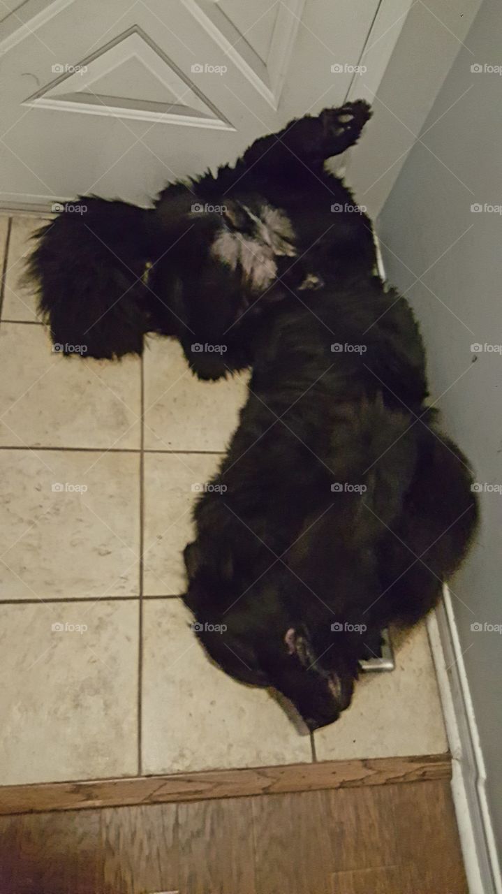 No Person, Dog, Canine, Mammal, One