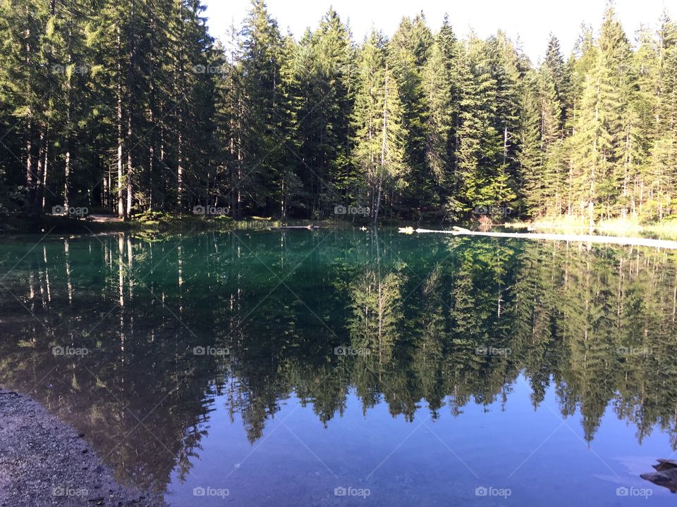 View of reflected trees on idyllic lake