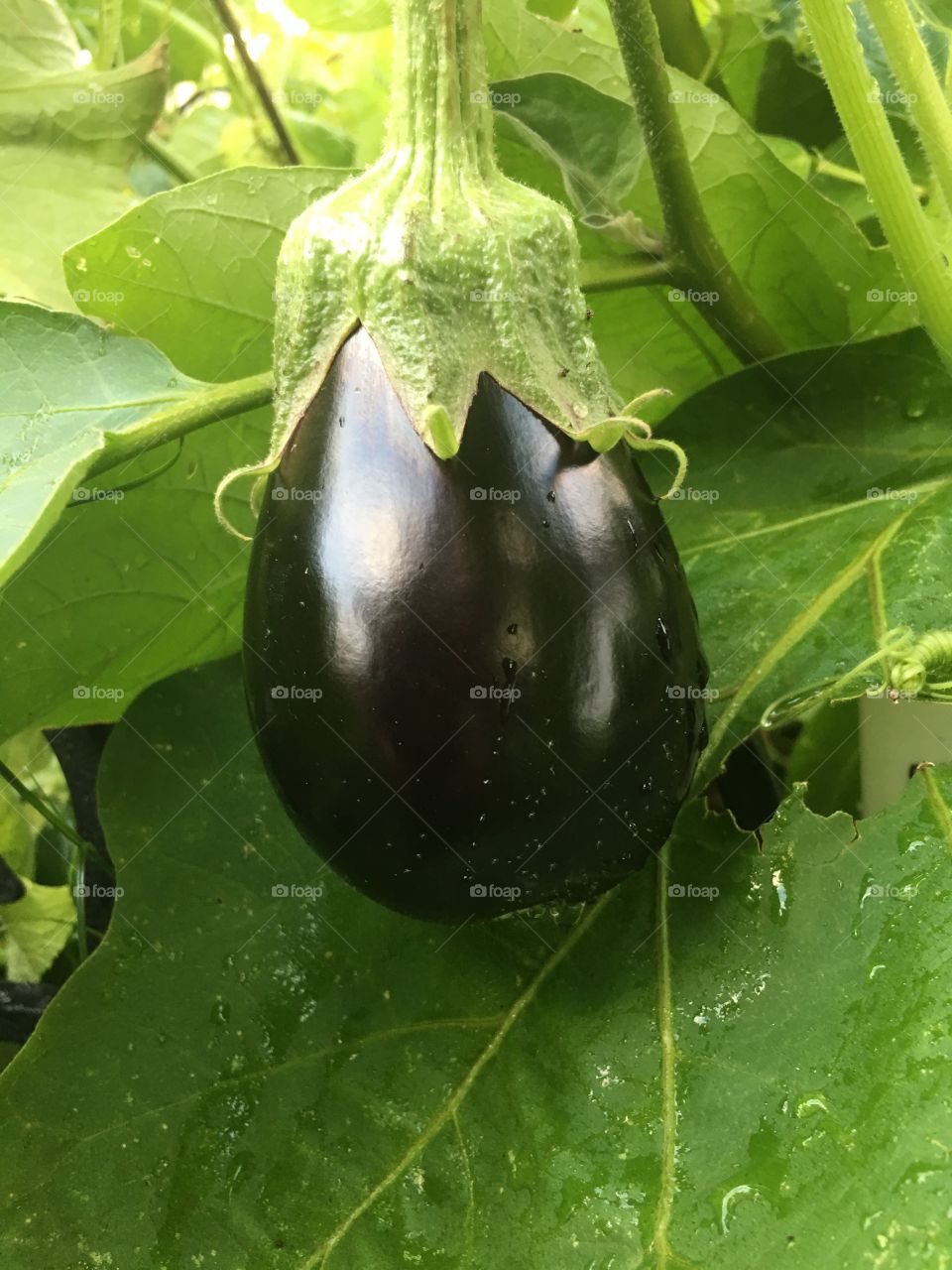 Organic beautiful purple eggplant growing almost ready for picking 