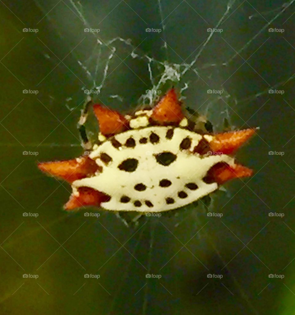 Spinybacked orbweaver spider with red spikes in its web