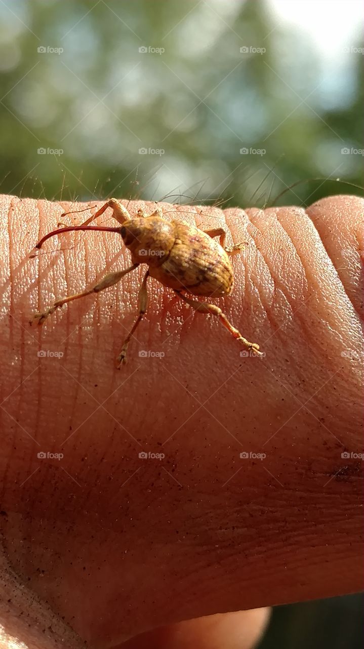 Insect, Nature, Spider, Closeup, Invertebrate