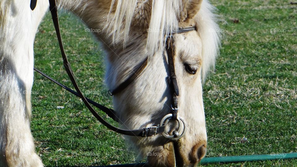 Horse grazing on grassy field