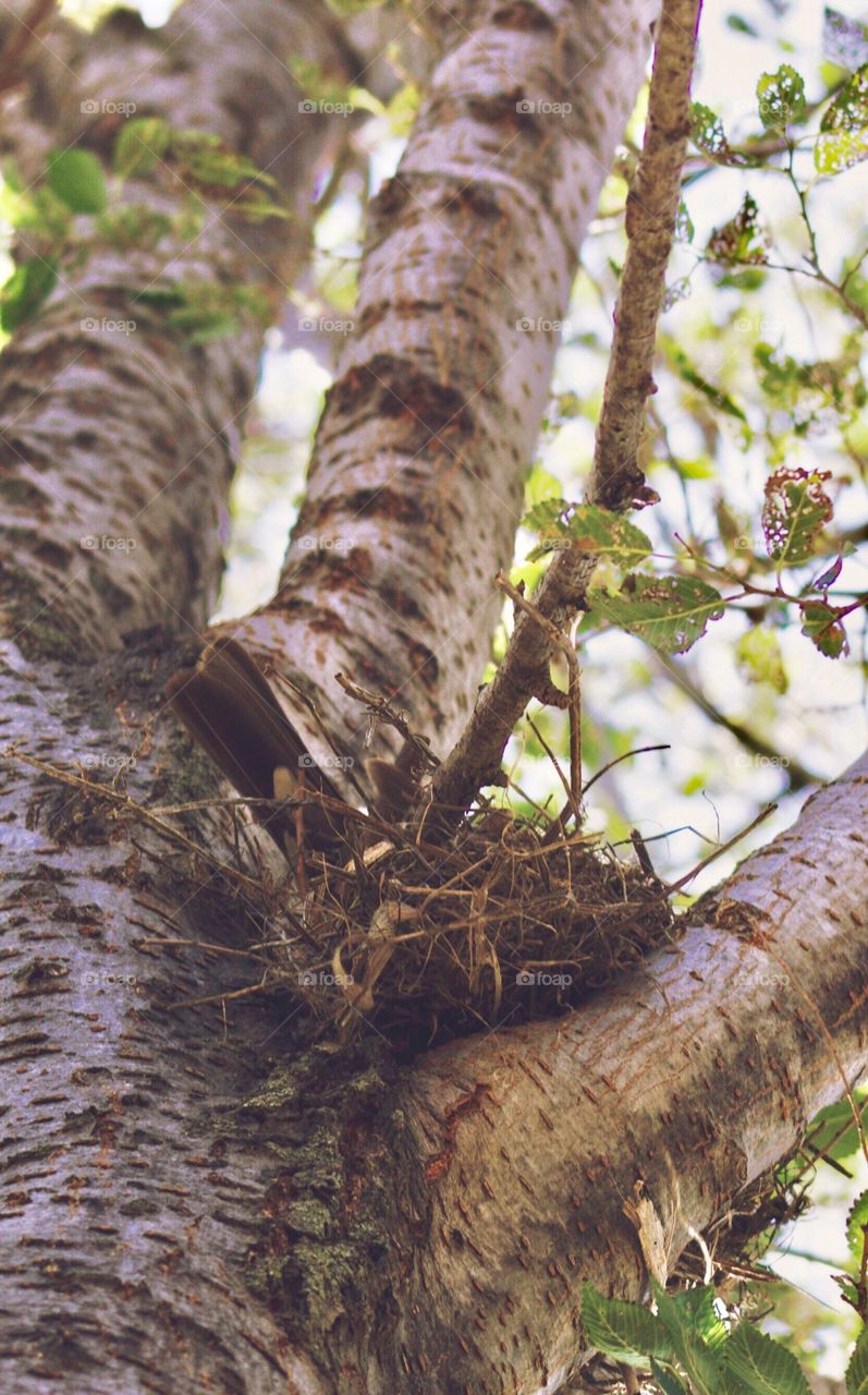 Closeup of a mama robin's tail feathers visible at the edge of her nest in a large tree