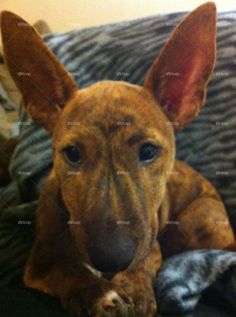 puppy cheeky big ears my girl by JadeyBones