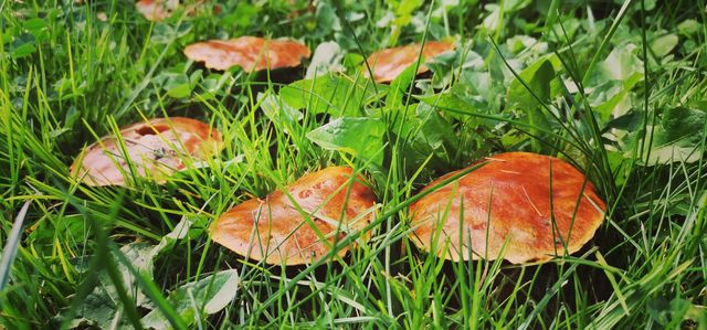 Mushrooms