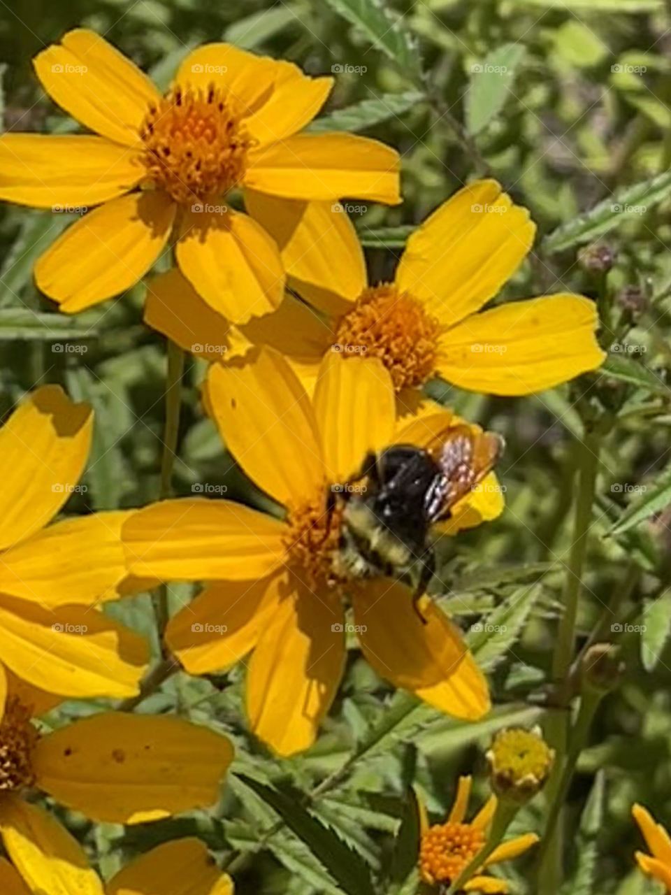 Bee on Flower