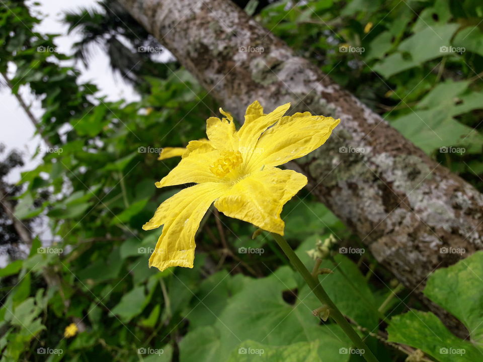 Luffa flower
