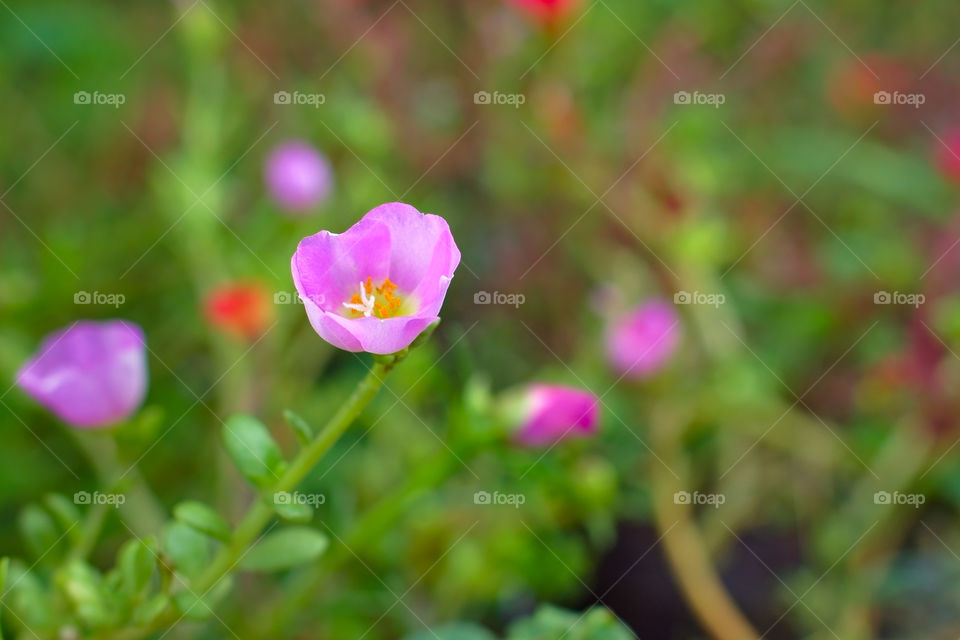 Beautiful flower blooming during spring season