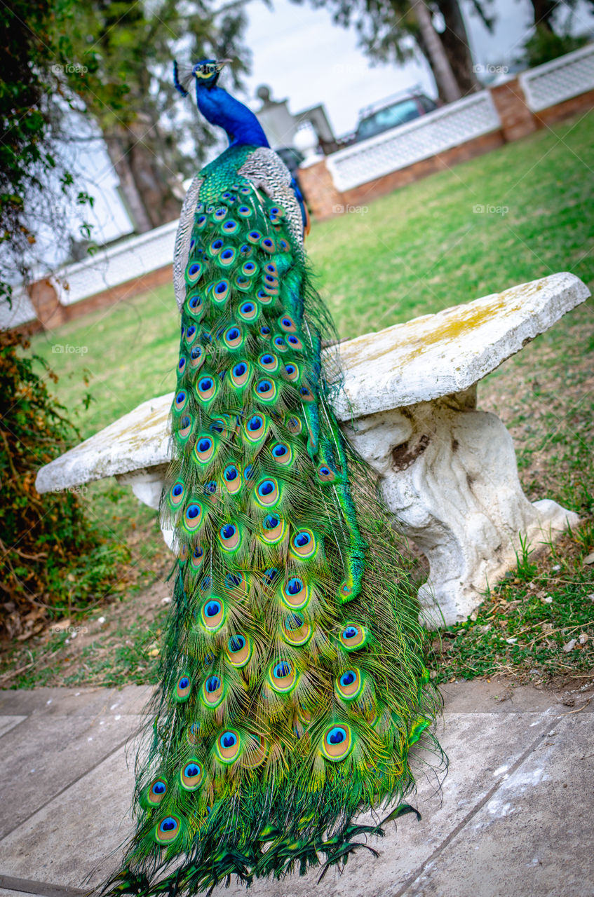 Peacock 🦚