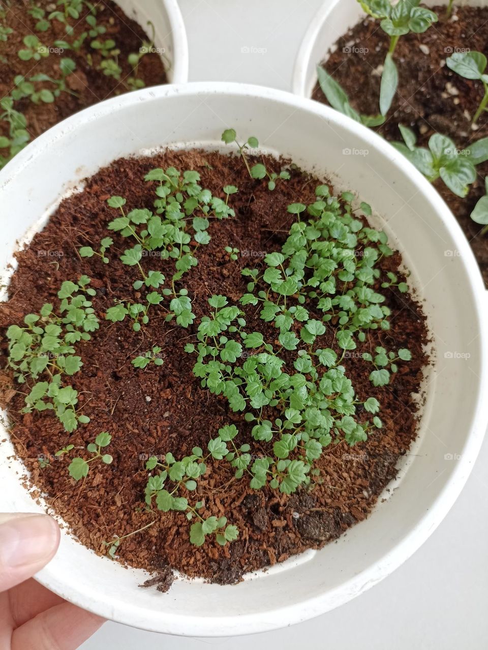 green sprouts and female hand gardening, love earth