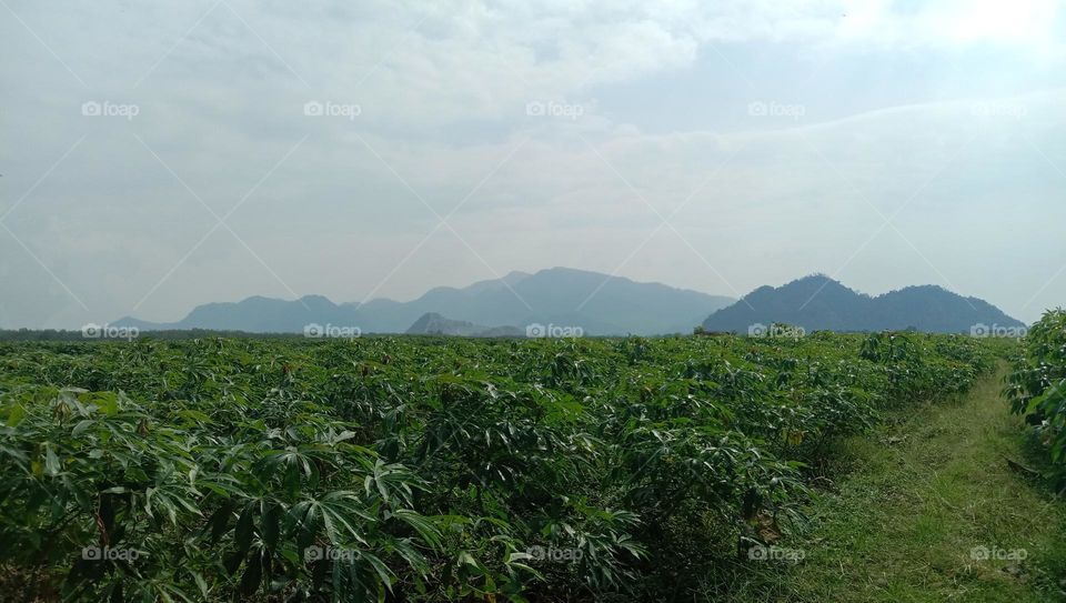 Landscape of cassava fields, with mountains in the background.