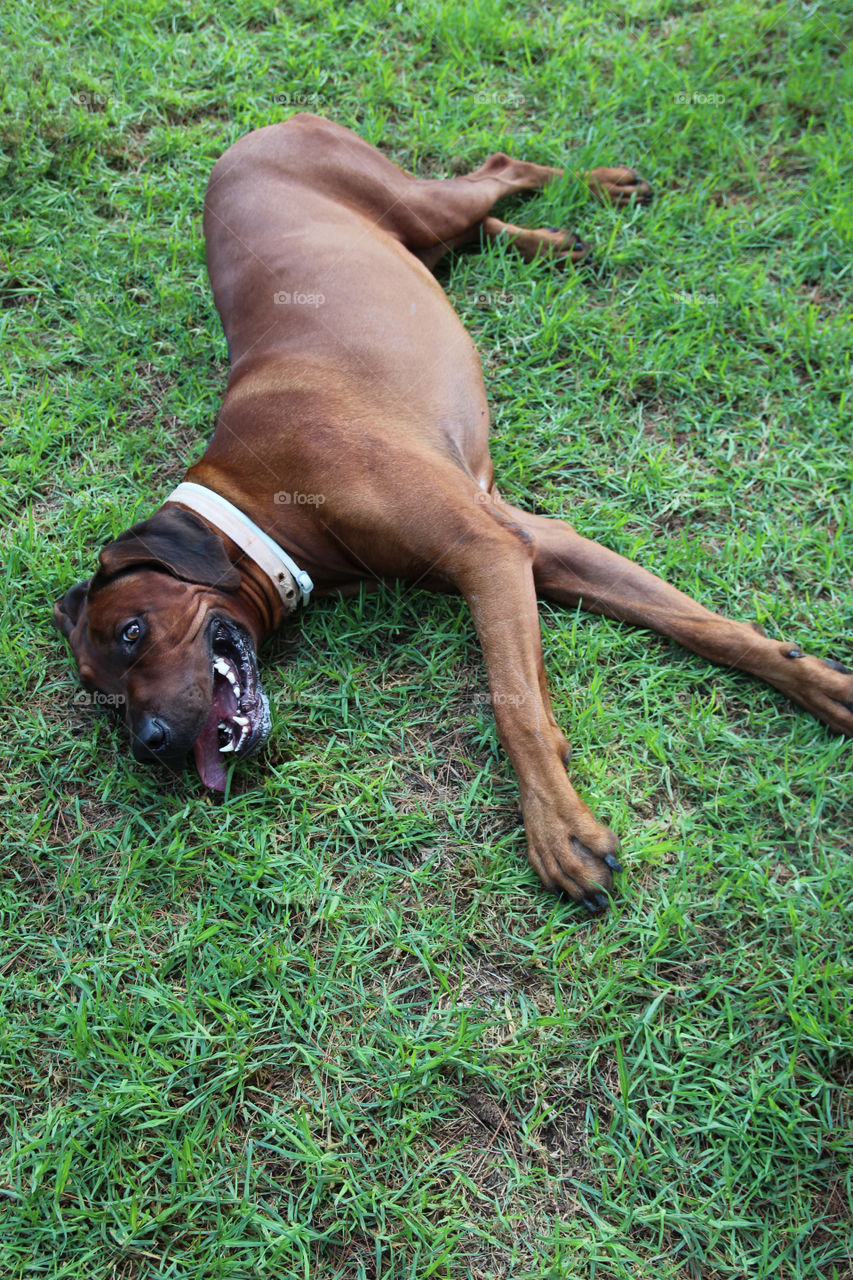 dog relaxing