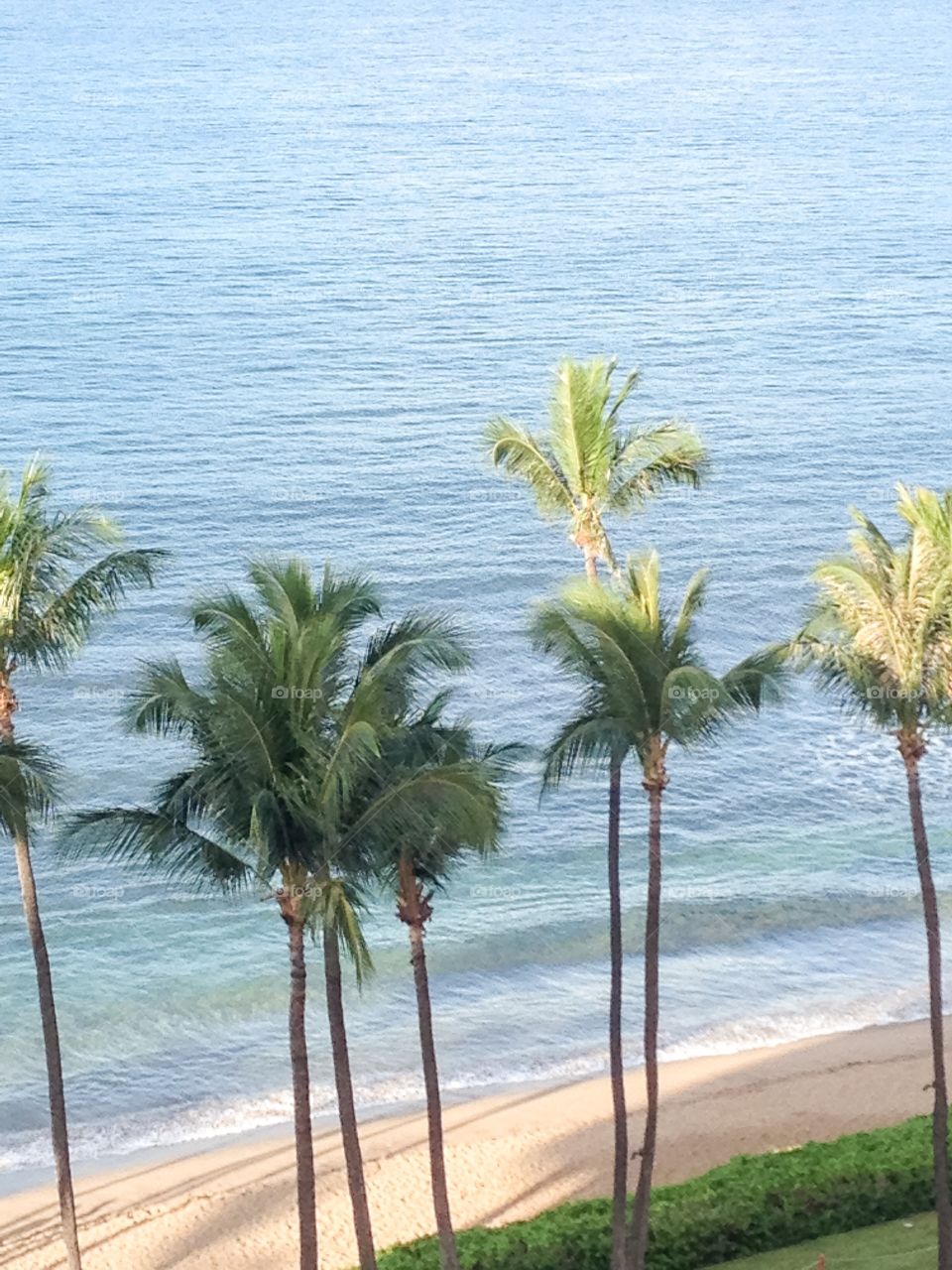 Beach with palms 