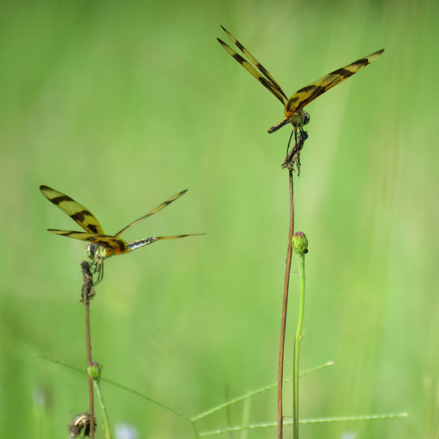 Halloween Pennant dragonfly