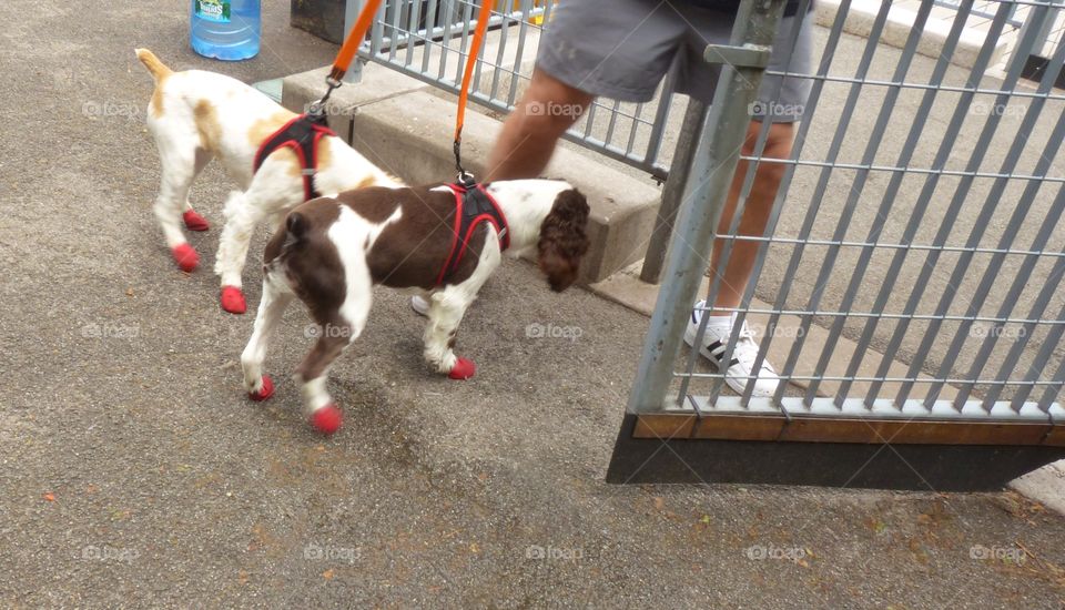 Two small dogs wearing harnesses and booties