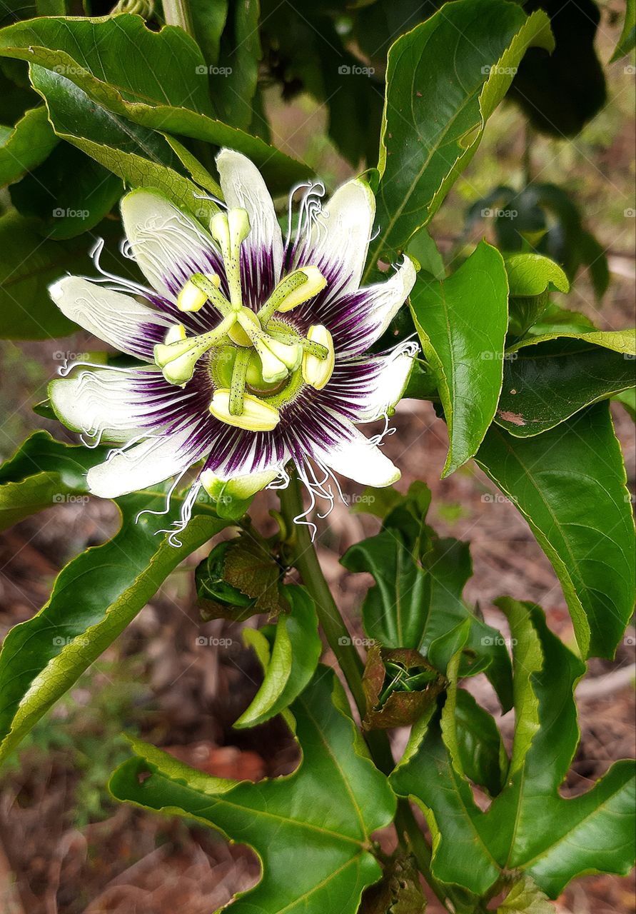 passion flower