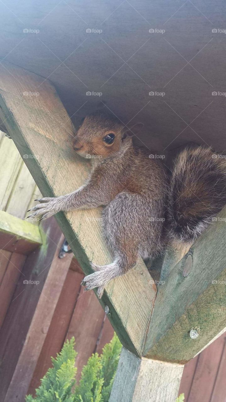 Squirrel under Bird table