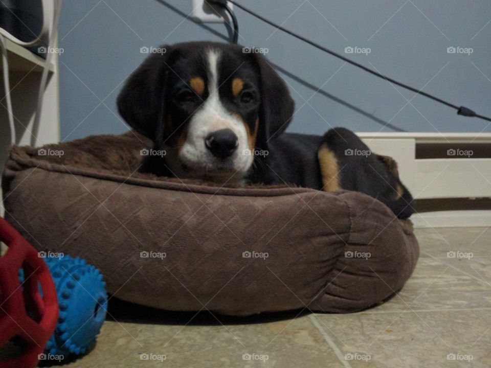 puppy in cat bed