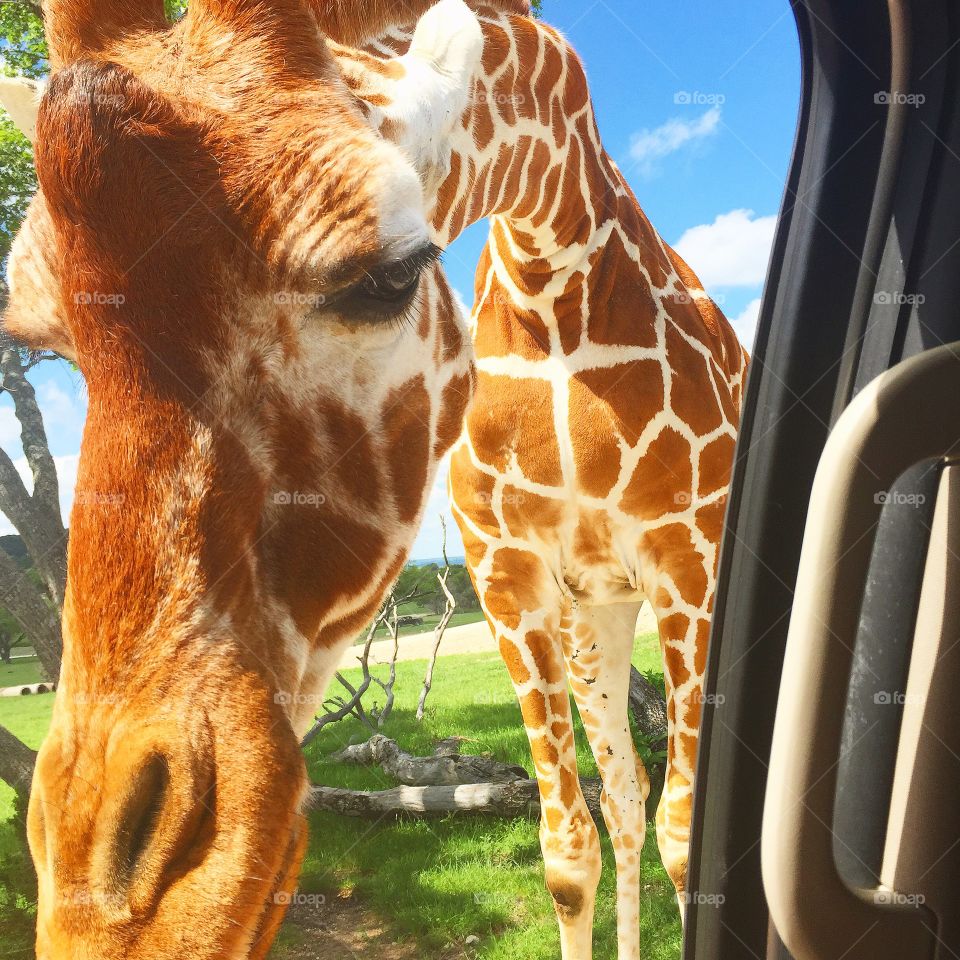 Feeding giraffe