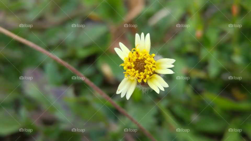 Little Flower on the Grass