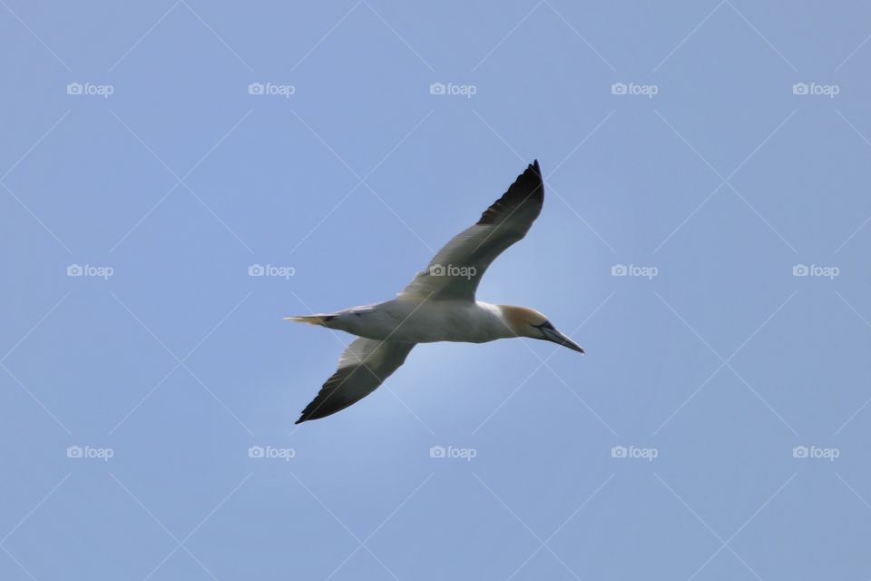 Gannet