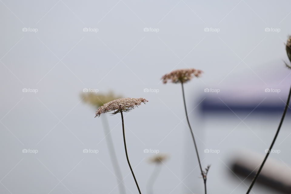 Summer flowers against grey skull