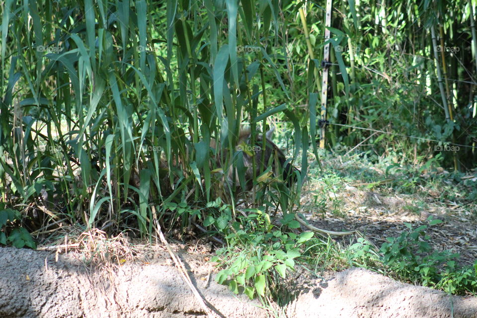 hyena hiding