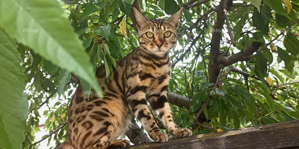 cat beautiful portrait on a wooden fence summer time, mobile photography