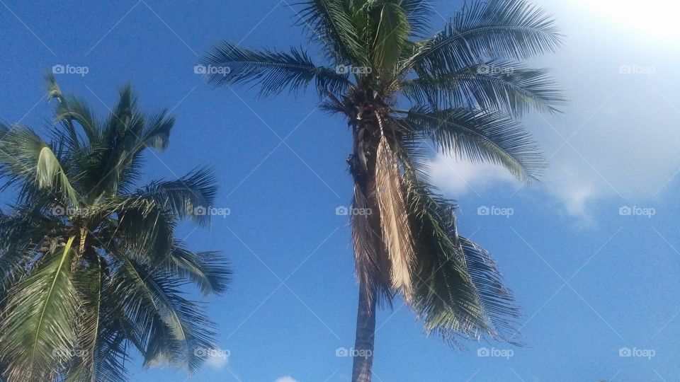 A beautiful coconut tree in the garden.