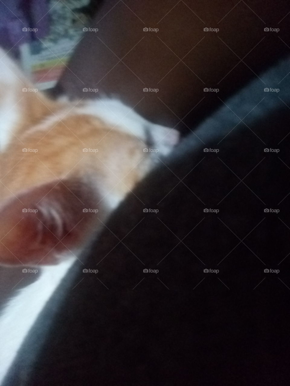 this coming like baby have you ever think that cat could be so comfort able sleeping.