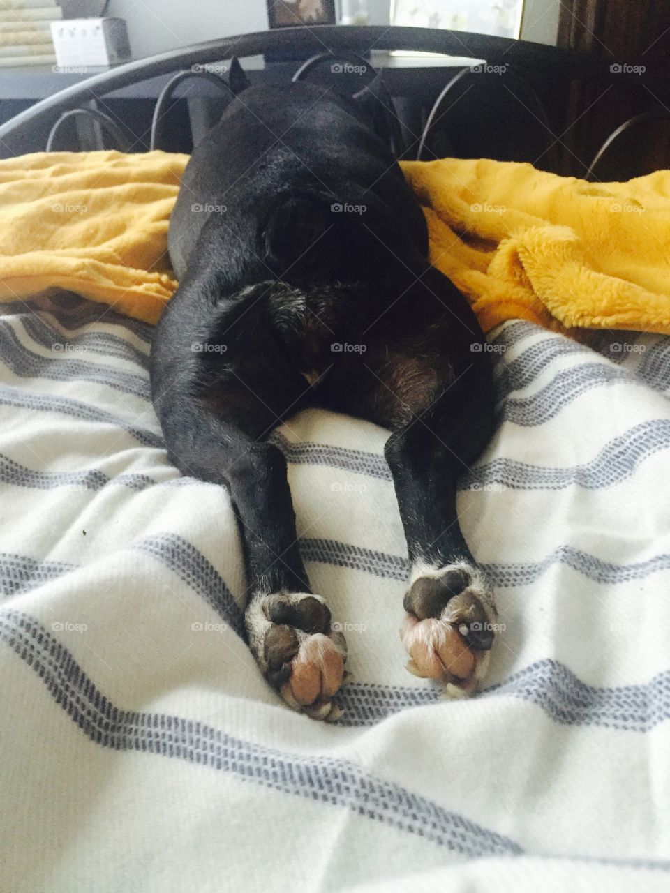 No Person, Sleep, Dog, Bed, Blanket