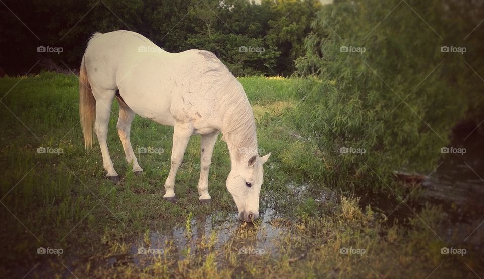 Gray Horse Getting a Drink from a Stream
