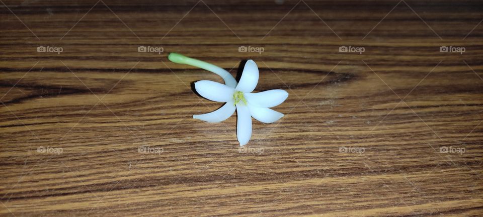 white single Lilli flower beutiful background