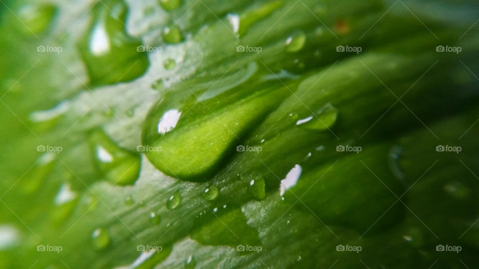 Leaf, Drop, Flora, Dew, Rain