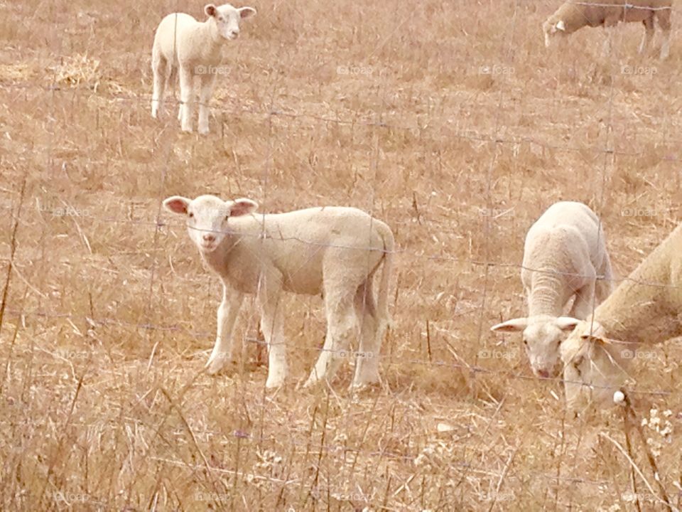 Baby sheep