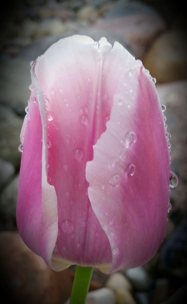 Pretty in Pink