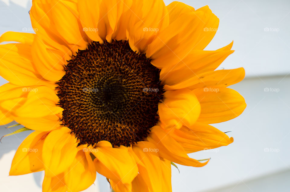 Closeup of cheerful yellow sunflower (helianthus annuus) in golden hour sunlight on white background symbolic of happiness full frame flower head floral art photography 