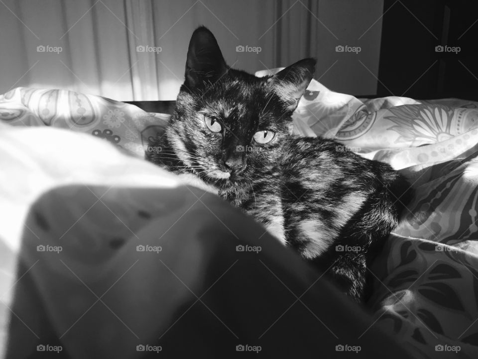 Black and white photo of cat in bed