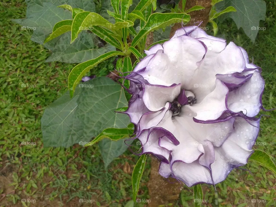 Flor