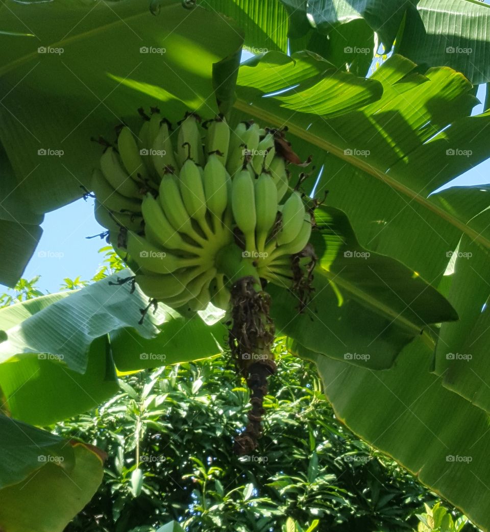 Banana tree in the middle of Bangkok Thailand.