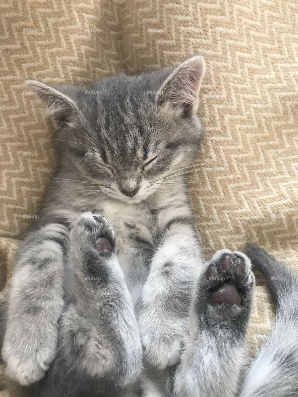 Cute grey and white kitten sleeping like a baby