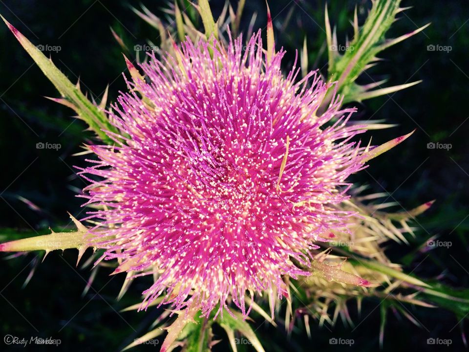 Thistle