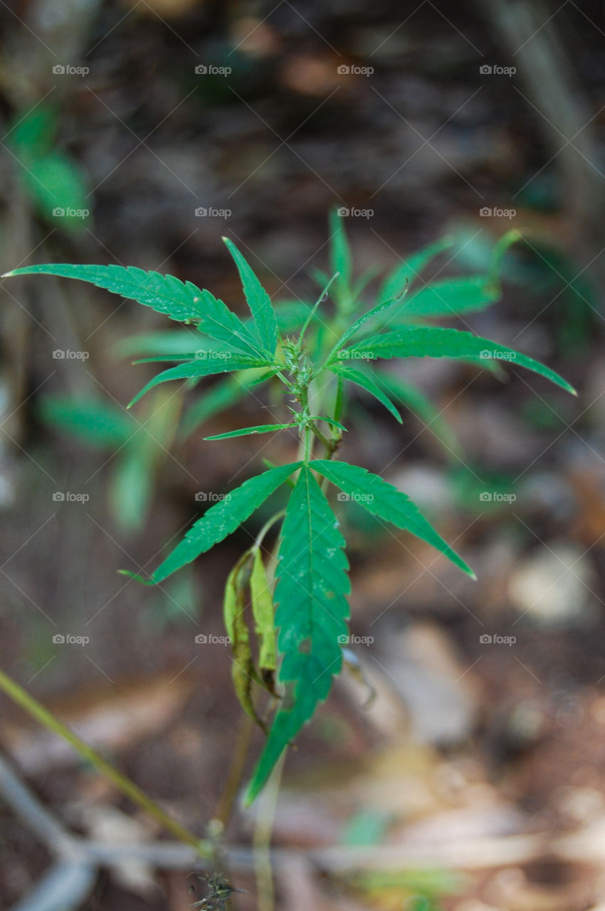 Wild Cannabis plant in Zanzibar Tanzania Africa.