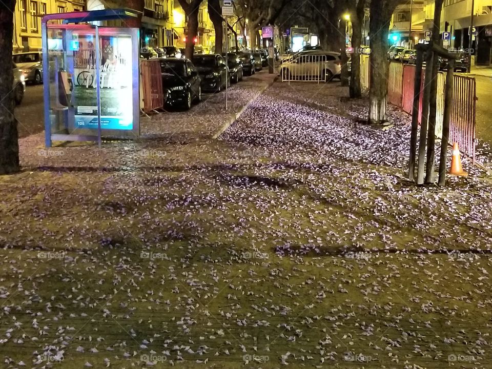 flowers pedals on lisbon streets