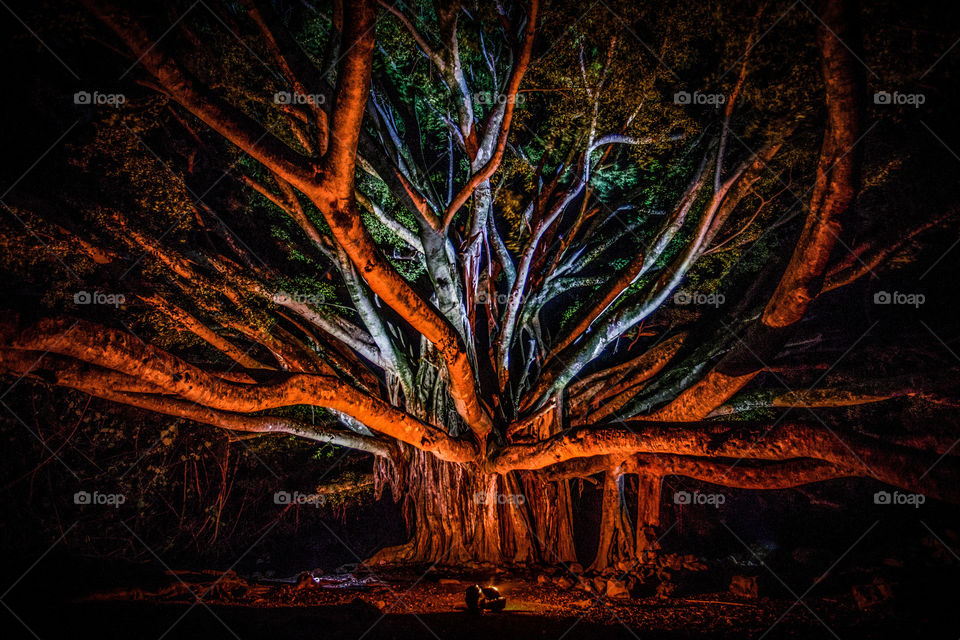 Night of the Banyan. Banyan tree on the island of Maui lit up using headtorches.