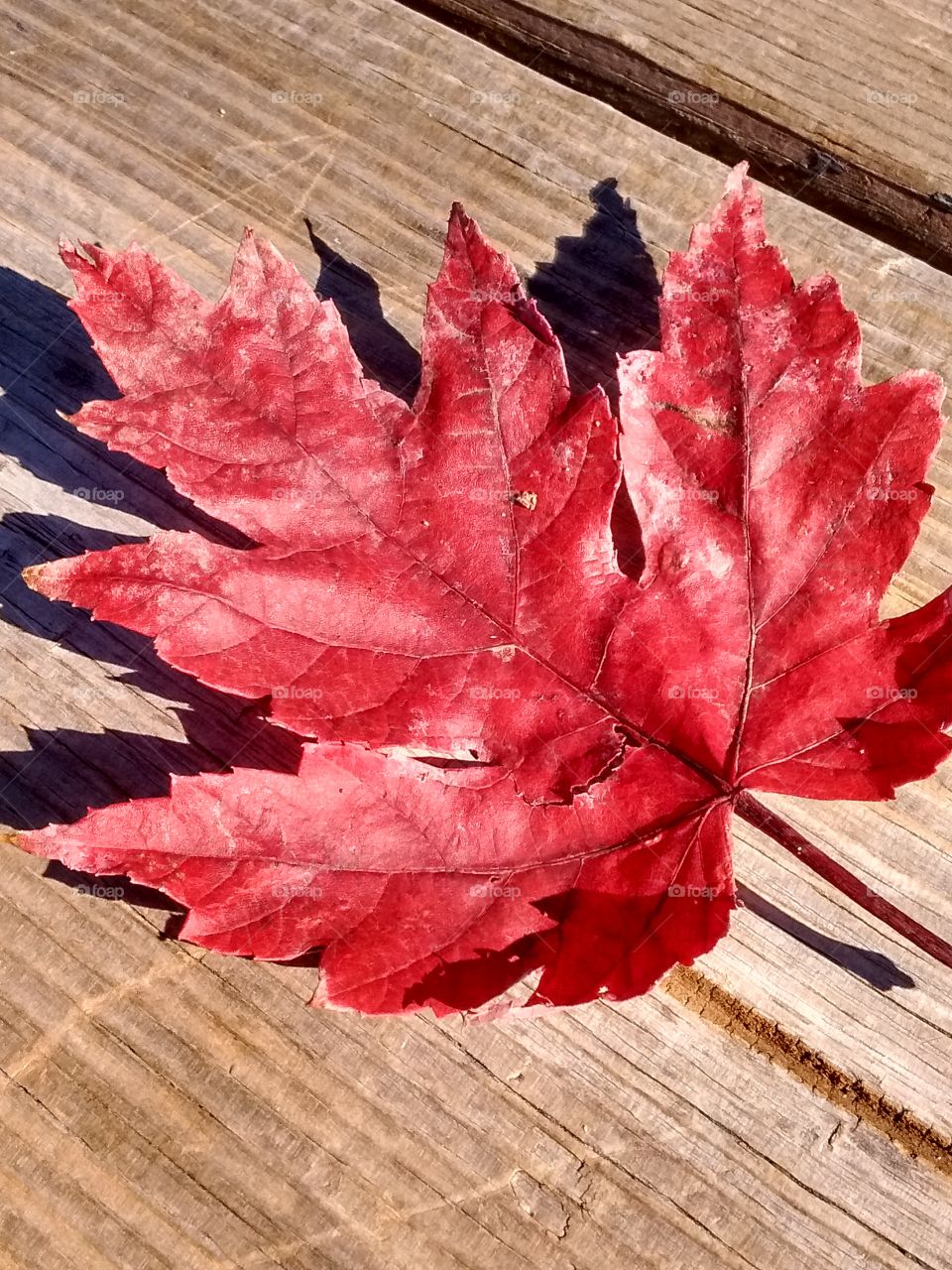 red leaf shadow
